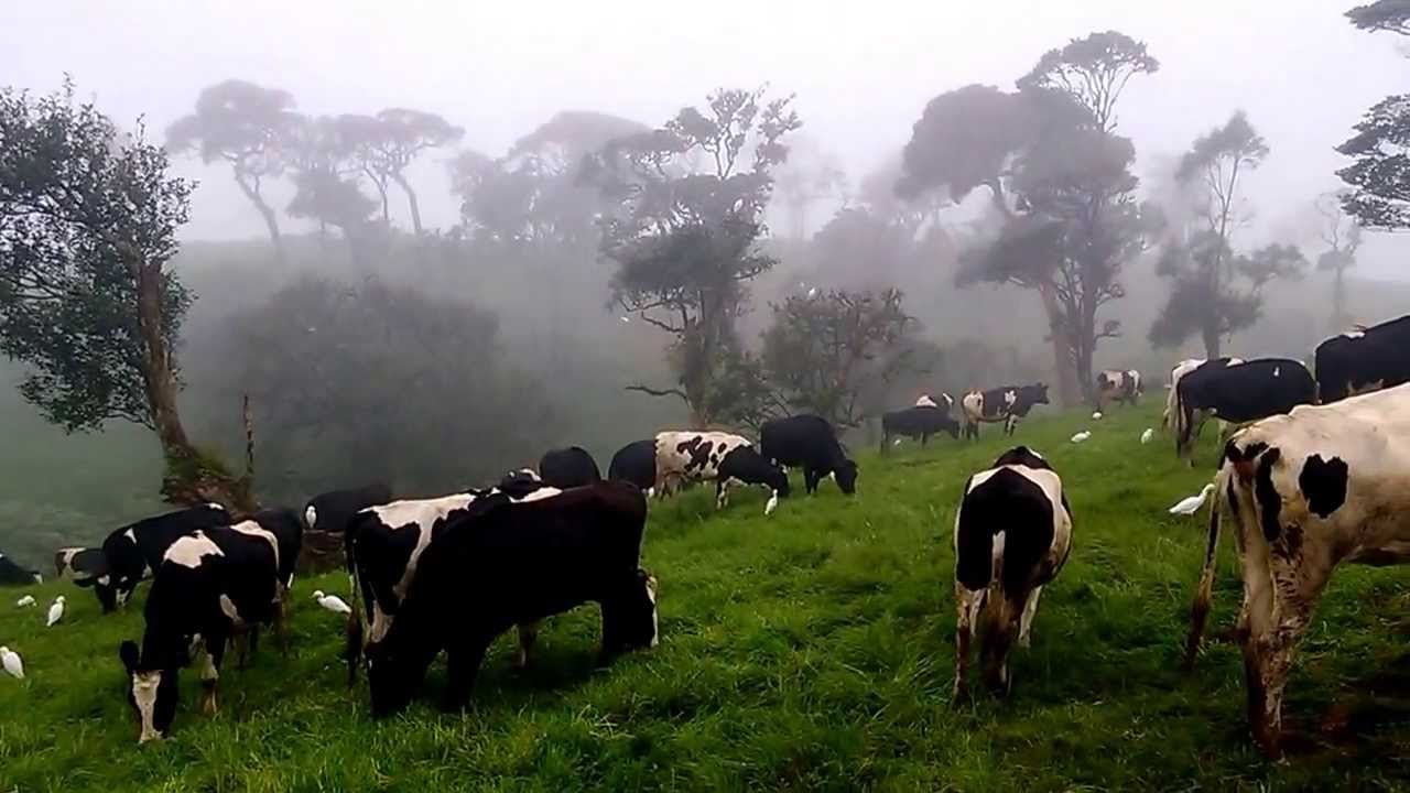 animal-farm-ambewela-sri-lanka